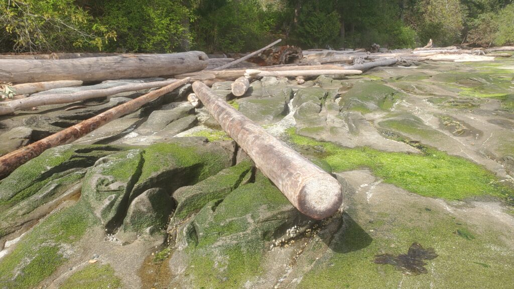 Driftwood on a rocky beach where we might walk and talk.