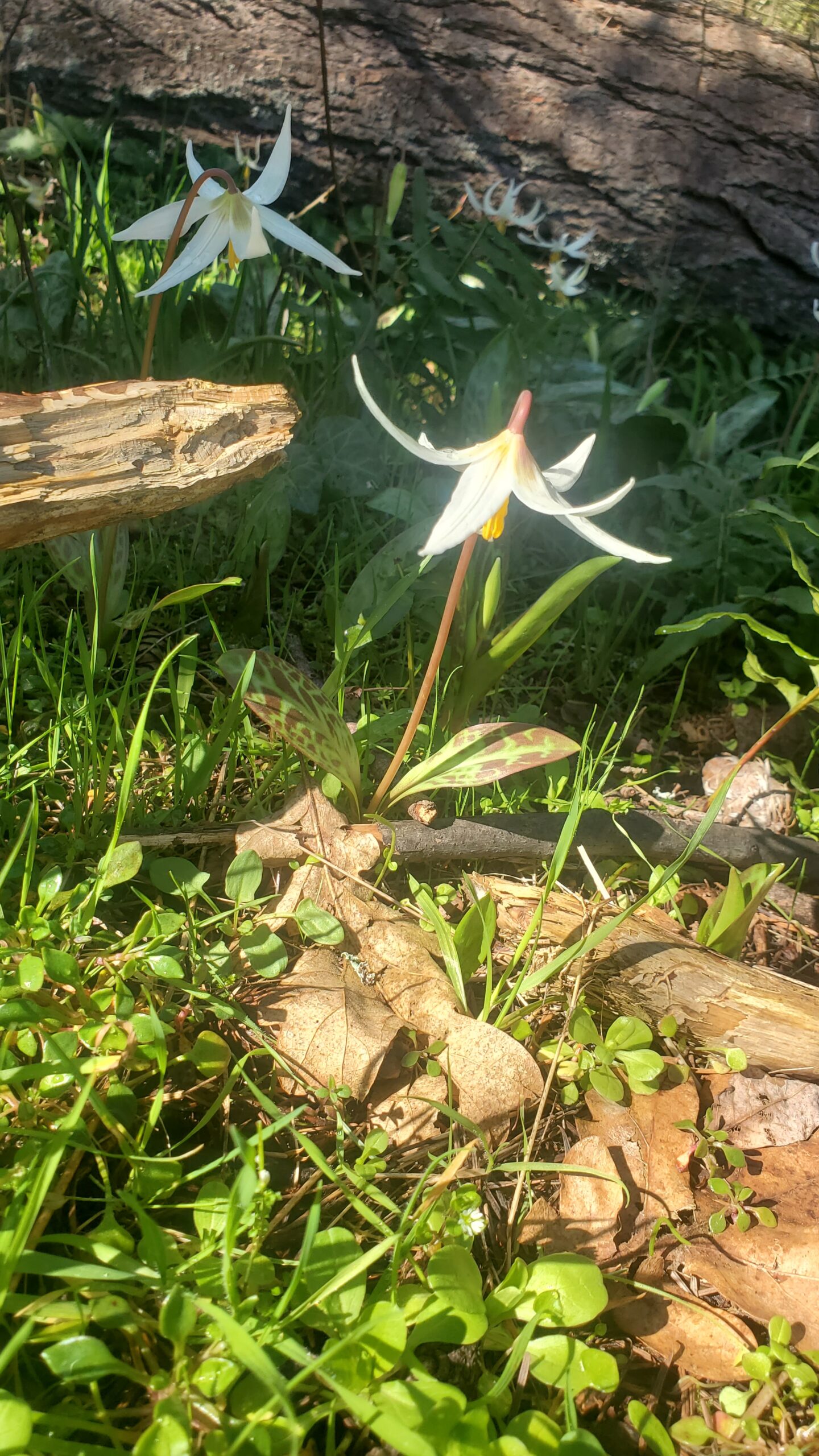 Wildflower we might notice in mindfulness practice as part of nature-based therapy.