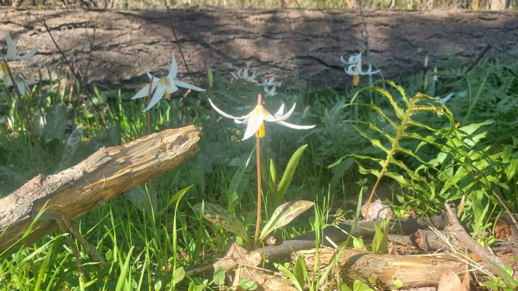 Wildflowers along a trail where we could do nature therapy or walk and talk.