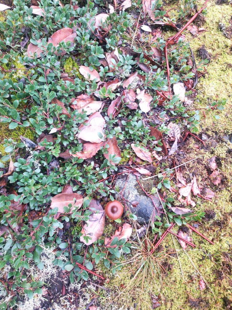 Image of natural materials we would see in a nature therapy session or doing walk and talk therapy.