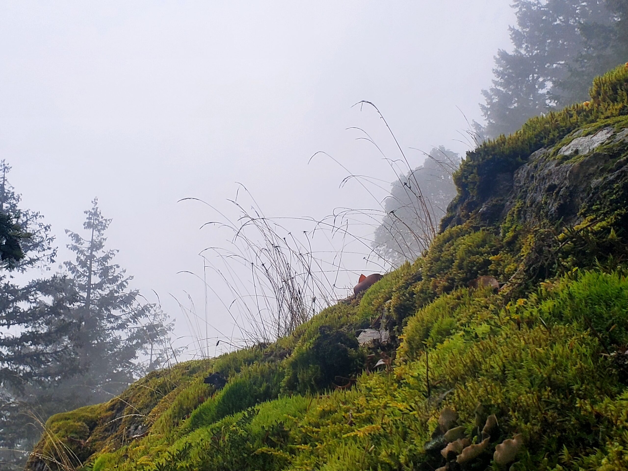 Mossy hillside we might see doing nature therapy.