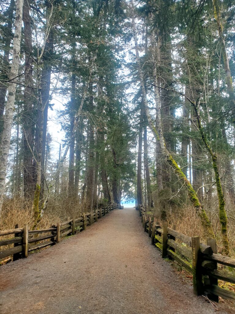 Forested trail where nature therapy or walk and talk therapy may occur. 