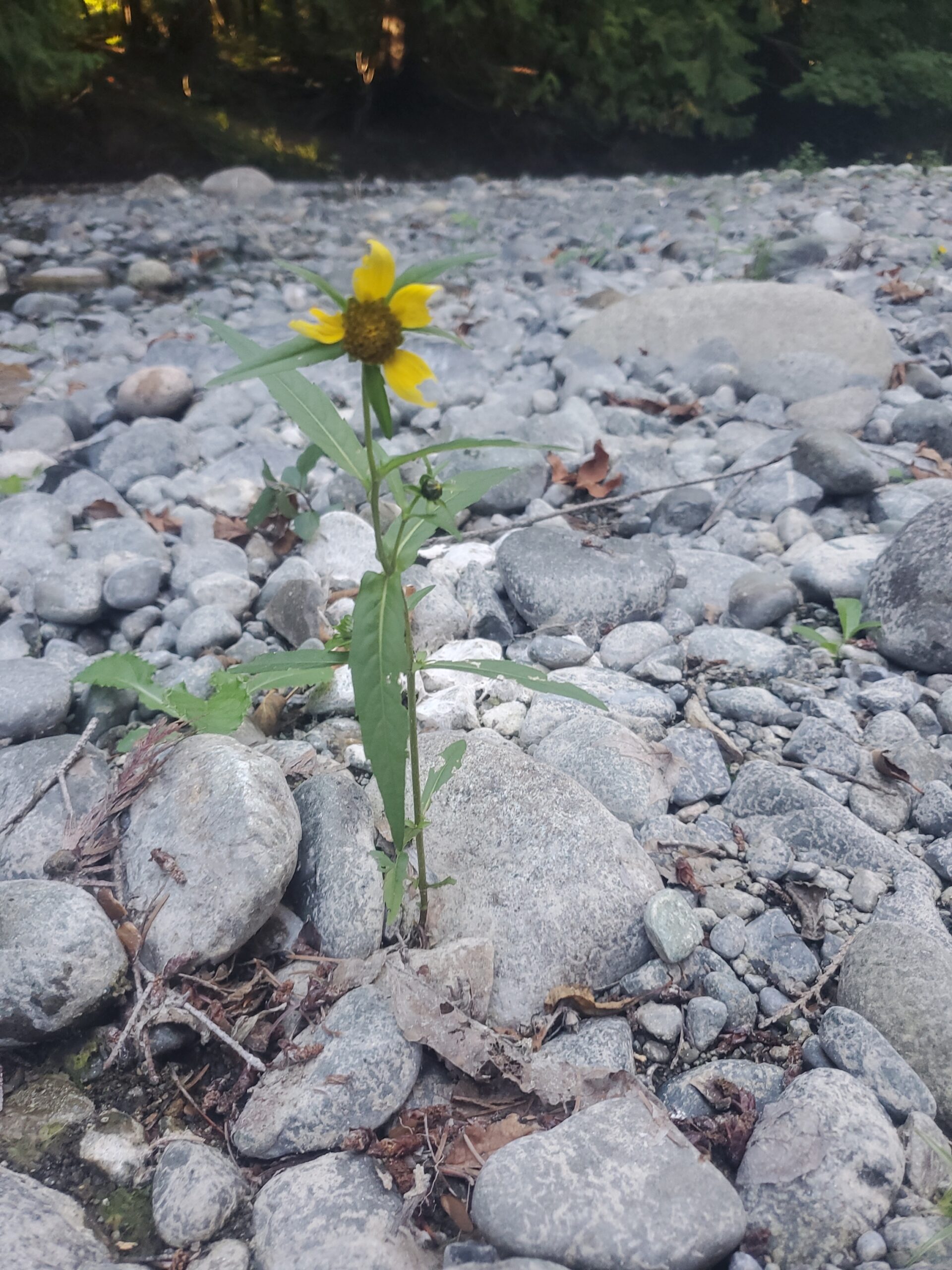 Flower growing up from between the rocks symbolizing post-traumatic growth in nature-based trauma therapy.